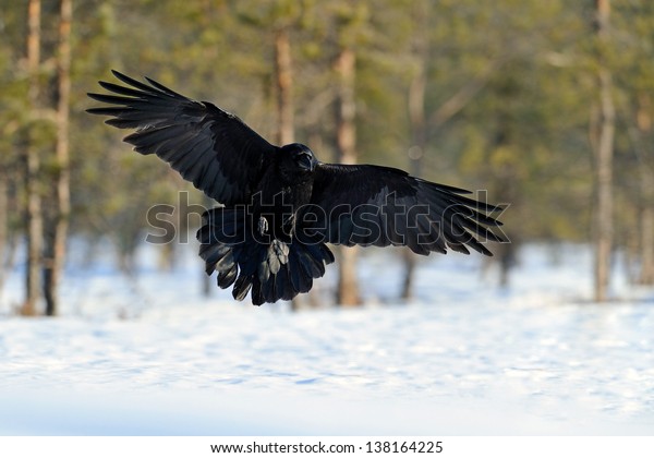 Corbeau En Vol Photo De Stock Modifiable