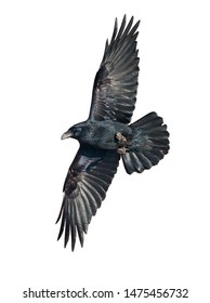 Raven In Flight Isolated On White