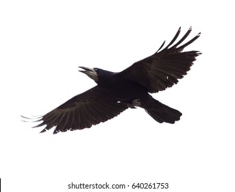 Raven in flight isolated on white background