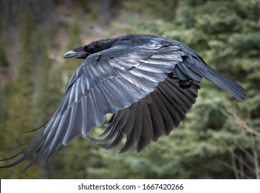 Raven, Flying In Forest With Swooping Wings