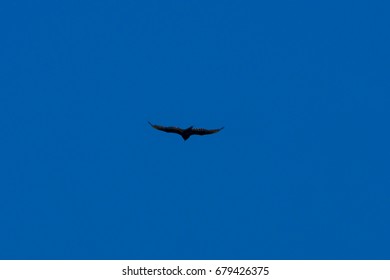 Raven Flying Over California Sea Otter Game Refuge, USA