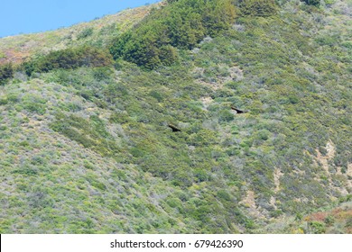 Raven Flying Over California Sea Otter Game Refuge, USA