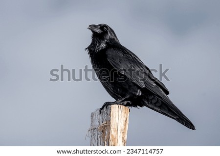Raven in Iceland beautiful big black bird sitting with a shiny coat