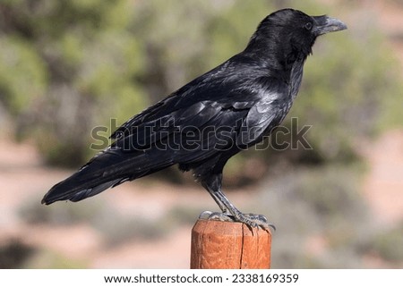 Raven in Moab in Utah (USA)