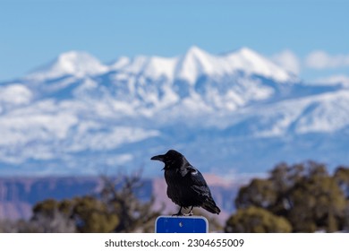 Raven with a mountaing in the back