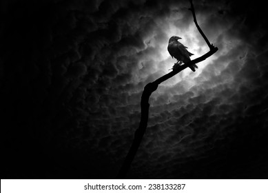 Raven on a barren branch with the Moon hidden behind clouds and providing illumination.