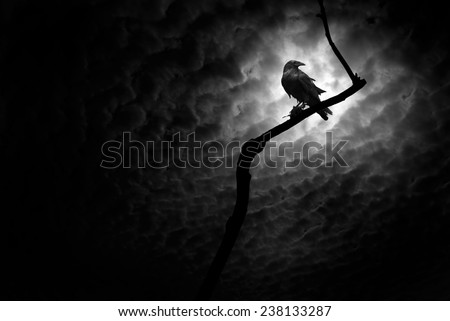 Raven on a barren branch with the Moon hidden behind clouds and providing illumination.