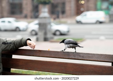The raven on the bench is eating. Crow close up. Feeding the crow.