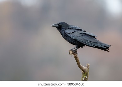 Raven On A Dead Twig