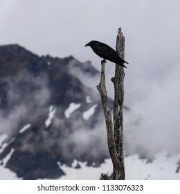 Raven perched on dead tree in winterscape