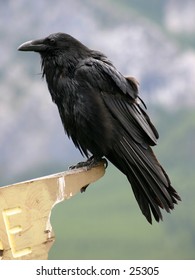 Raven perched on a sign post