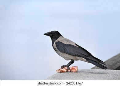 Raven with piece of meat and bone
