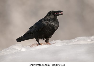 Raven Scavenging Red Fox Carcass Deep Stock Photo (Edit Now) 103870133