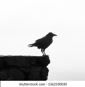 Raven Silhoutte On A Rock