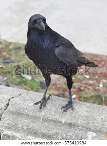 Foto Bild Neugieriger Rabe steht auf einem Ahornblatt