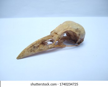 Raven skull (crow) side view 