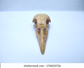 Raven skull front view close up look 
