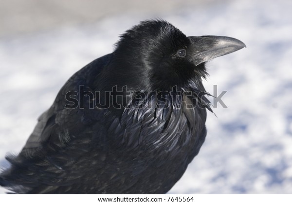 Snow the raven in ARCTIC BIRDS