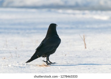 In snow raven What was