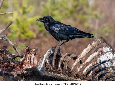 Raven Standing On Large Animal Ribs. A Raven Eats A Dead Animal.