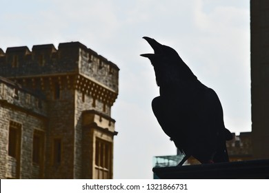 Tower Of London Raven Images Stock Photos Vectors Shutterstock