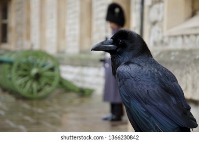 Raven In Tower Of London Stock Photos Images Photography Shutterstock