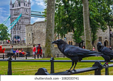 Raven From Tower Of London UK