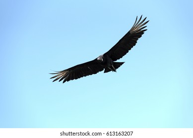 A Raven Vulture In Flight, Drake Bay, Costa Rica