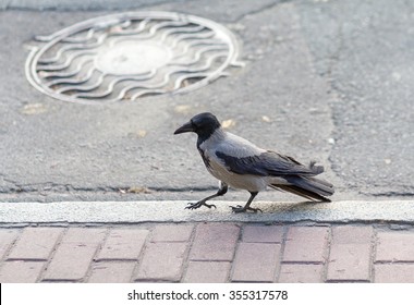 Raven walks on city sidewalks. Birds