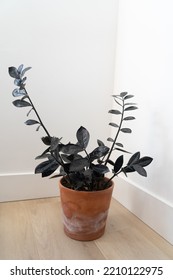 Raven ZZ Plant In Terracotta Pot