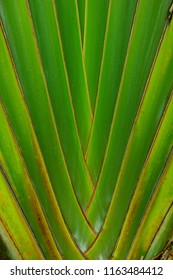 Ravenala madagascariensis A specific pattern