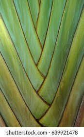 Ravenala tree texture