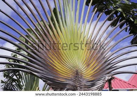Ravenea madagascariensis is a species of flowering plant in the family Arecaceae. It is found only in Madagascar. Fortaleza – Ceará, Brazil.
