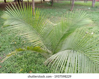 Ravenea Rivularis (majestic Palm, Or Majesty Palm) Tree In The Park