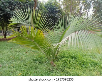 Ravenea Rivularis (majestic Palm, Or Majesty Palm) Tree In The Park