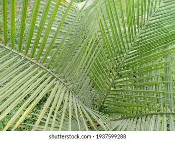 Ravenea Rivularis (majestic Palm, Or Majesty Palm) Leaves On Tree In The Park