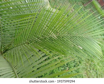 Ravenea Rivularis (majestic Palm, Or Majesty Palm) Leaves On Tree In The Park