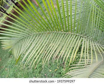 Ravenea Rivularis (majestic Palm, Or Majesty Palm) Leaves On Tree In The Park