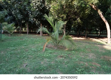 Ravenea Rivularis (the Majestic Palm, Or Majesty Palm) Tree In The Park