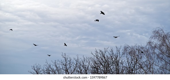 Ravens Is Flying In The Blue Sky.