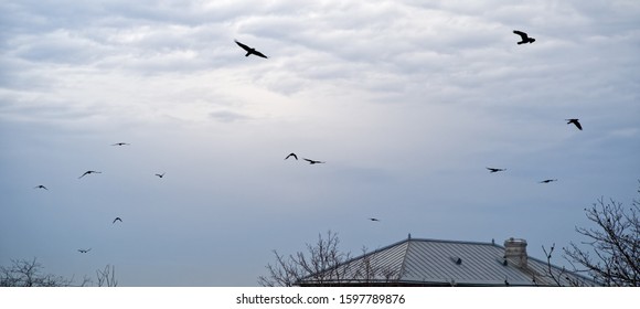 Ravens Is Flying In The Blue Sky.