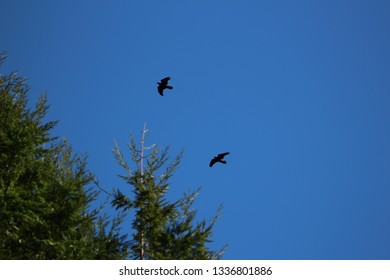 Ravens Flying Near Redwood Tree Tops Blue Sky