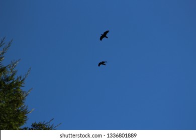 Ravens Flying Near Redwood Tree Tops Blue Sky