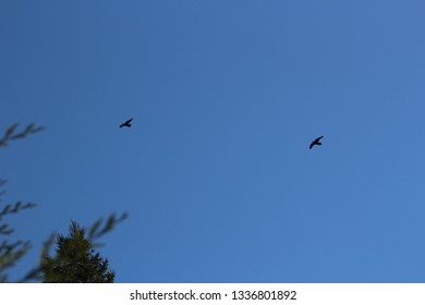 Ravens Flying Near Redwood Tree Tops Blue Sky