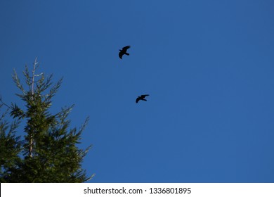 Ravens Flying Near Redwood Tree Tops Blue Sky