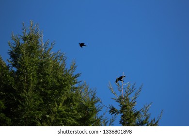 Ravens Flying Near Redwood Tree Tops Blue Sky