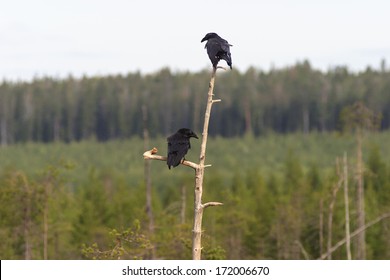 Ravens sitting in tree top