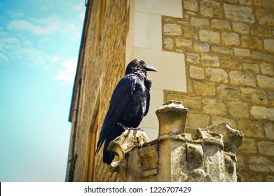 The Ravens Of The Tower Of London