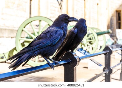 Ravens In Tower Of London In Summer