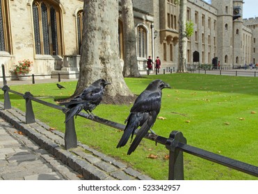 Ravens At The Tower Of London UK September